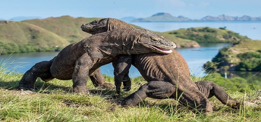 Fakta Unik Tentang Komodo, Satwa Endemik Asli Indonesia